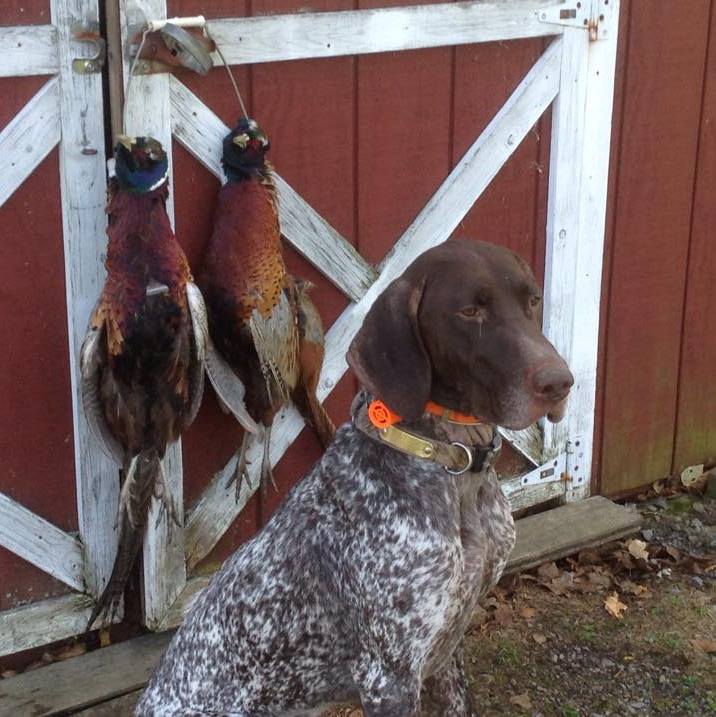 Chief Pheasents.jpg